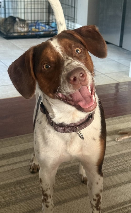 Sebastian, an adoptable Australian Cattle Dog in Fenton, MO