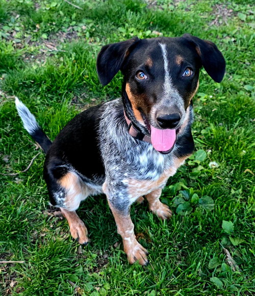 picture of the dog needing adoption