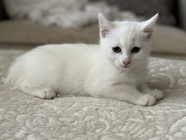Lyra