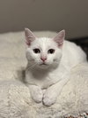 Lyra - Photo 4