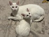 Lyra - Photo 5