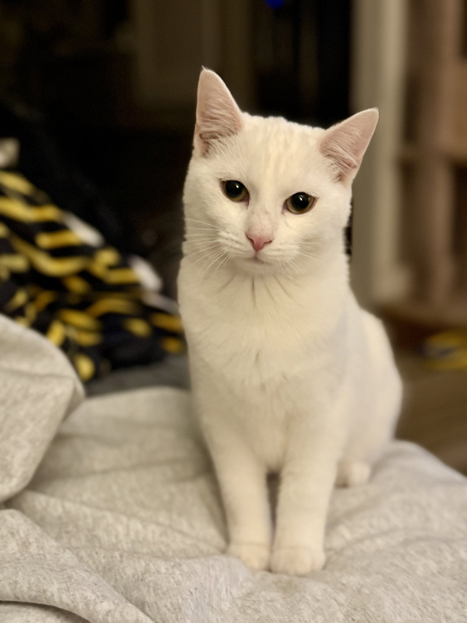 Lyra Image