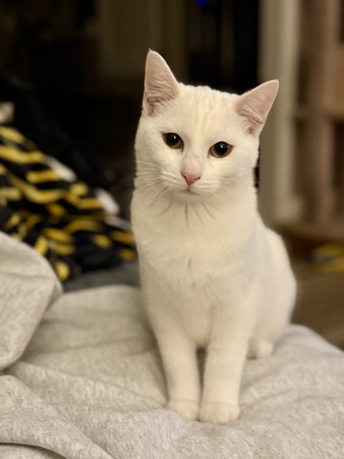 picture of the cat needing adoption