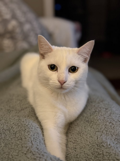 LYRA - Domestic Short Hair available for adoption