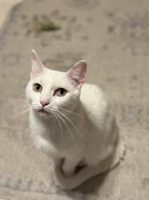 picture of the cat needing adoption