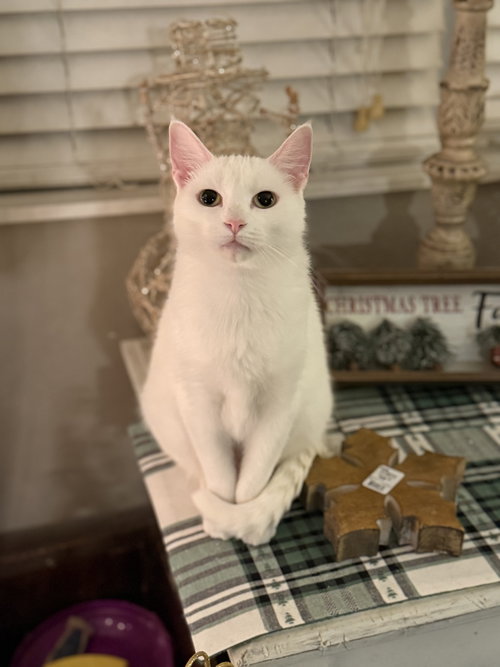 picture of the cat needing adoption