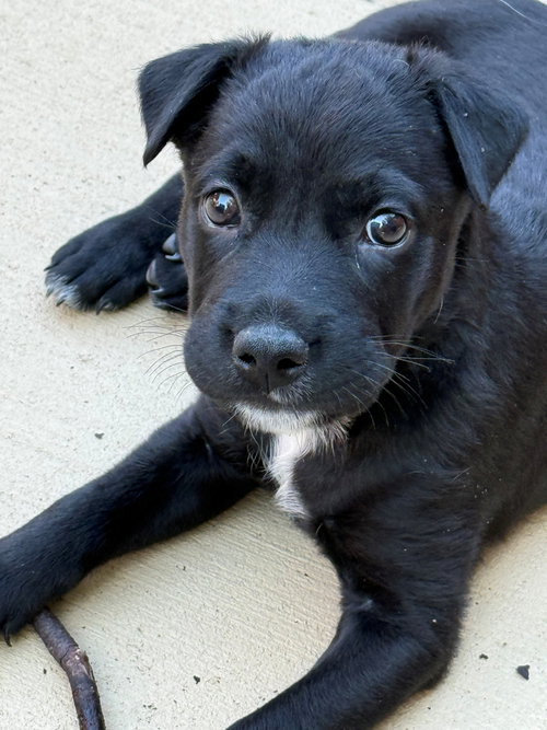 picture of the dog needing adoption