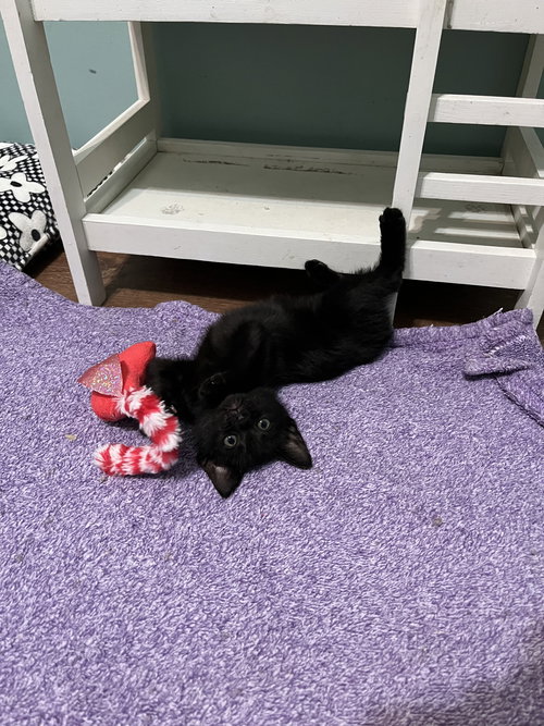 picture of the cat needing adoption