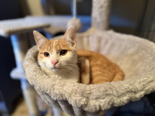 NORMAN - Tabby available for adoption