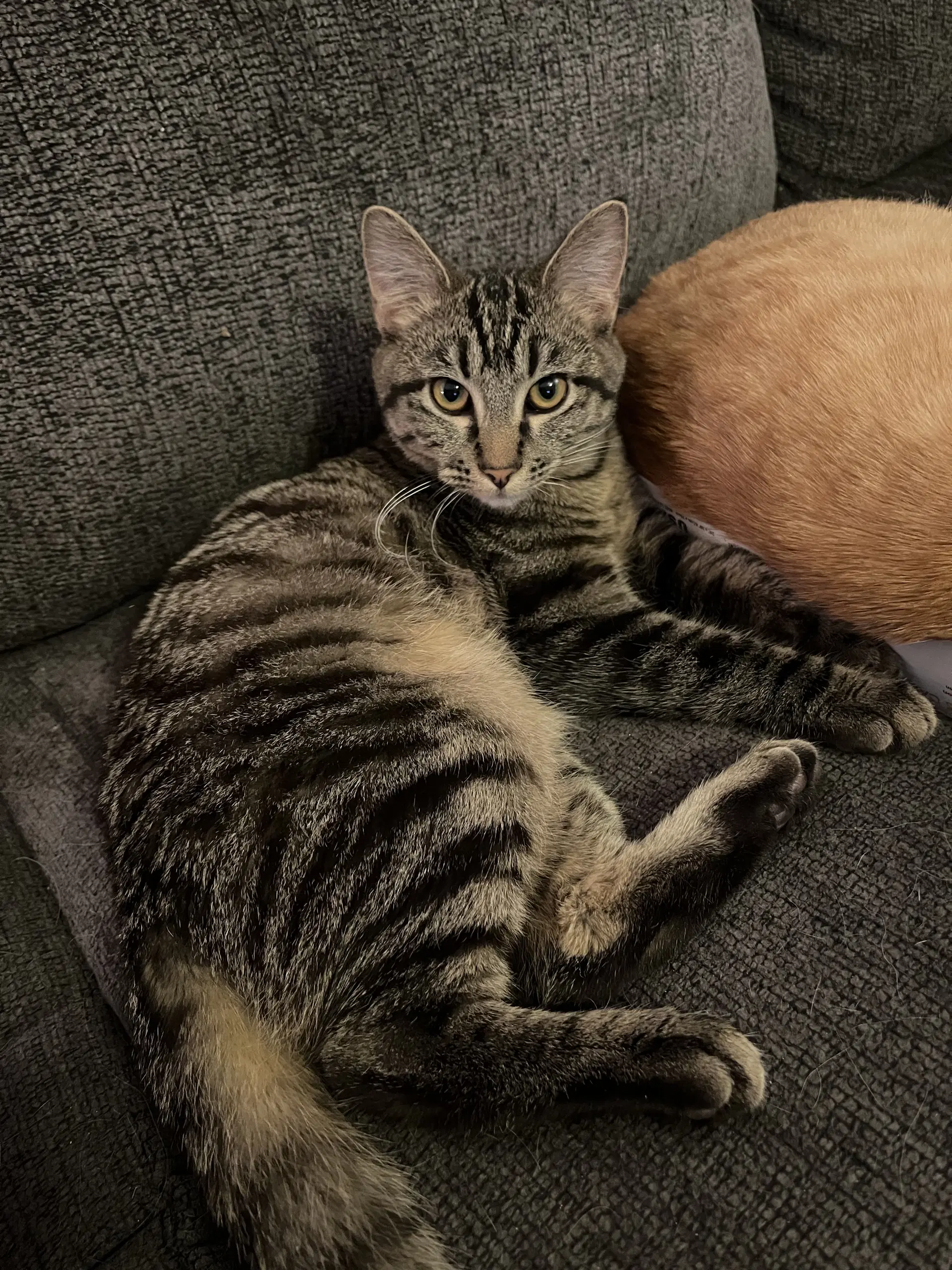 Liam - Domestic Short Hair