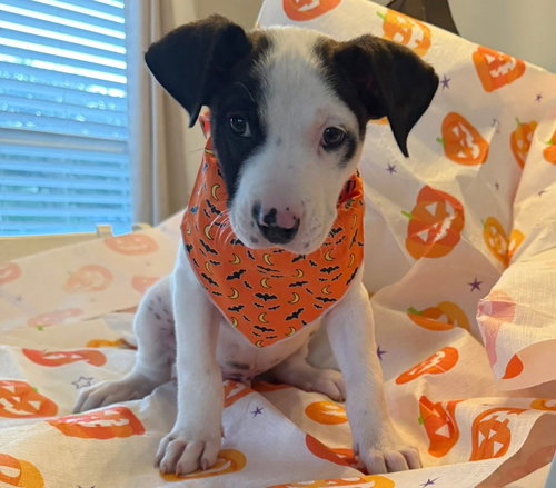 picture of the dog needing adoption