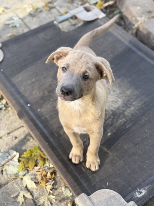picture of the dog needing adoption