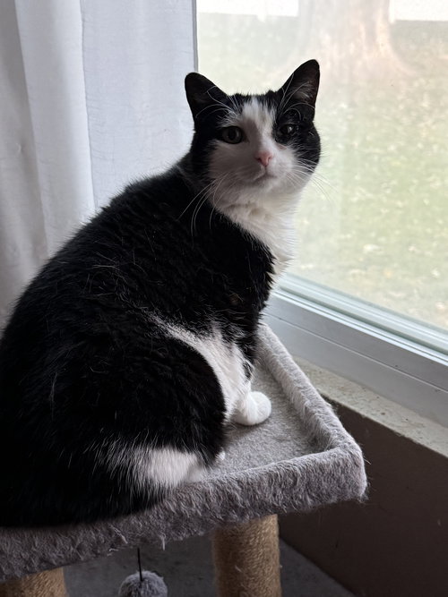 picture of the cat needing adoption