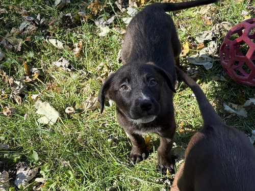 picture of the dog needing adoption