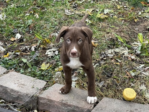 picture of the dog needing adoption