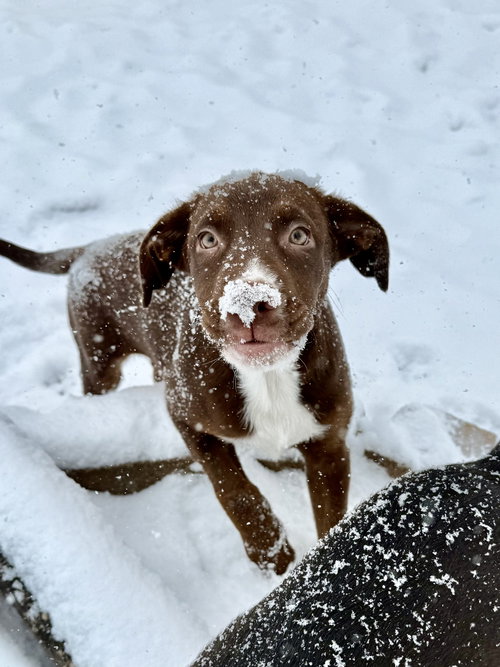 picture of the dog needing adoption