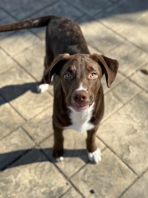 picture of the dog needing adoption
