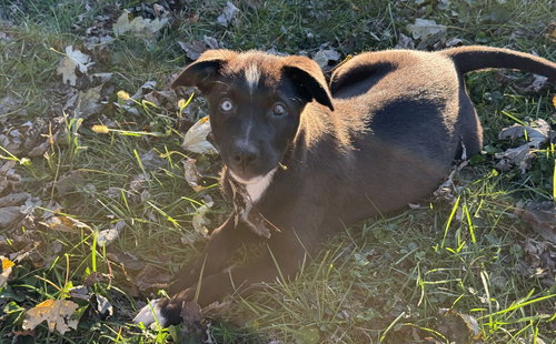 picture of the dog needing adoption