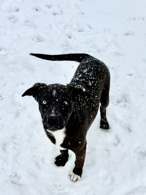 picture of the dog needing adoption