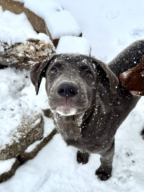 picture of the dog needing adoption