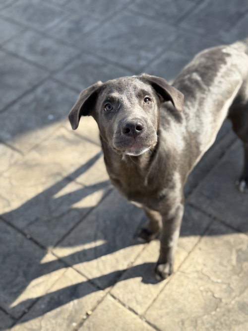 picture of the dog needing adoption