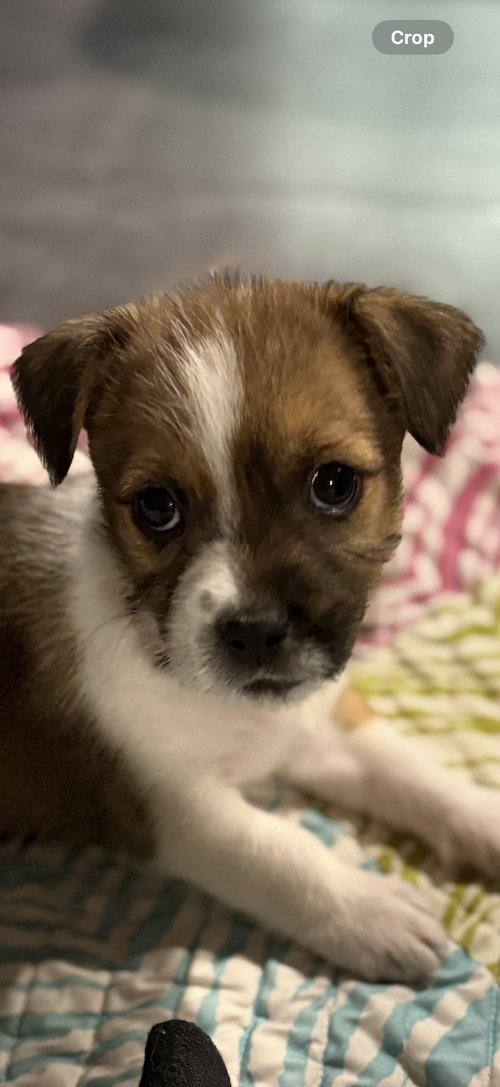 picture of the dog needing adoption