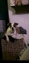 Billy - Photo 4