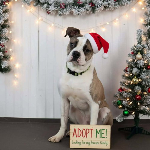 picture of the dog needing adoption