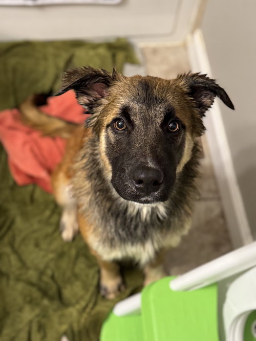 picture of the dog needing adoption