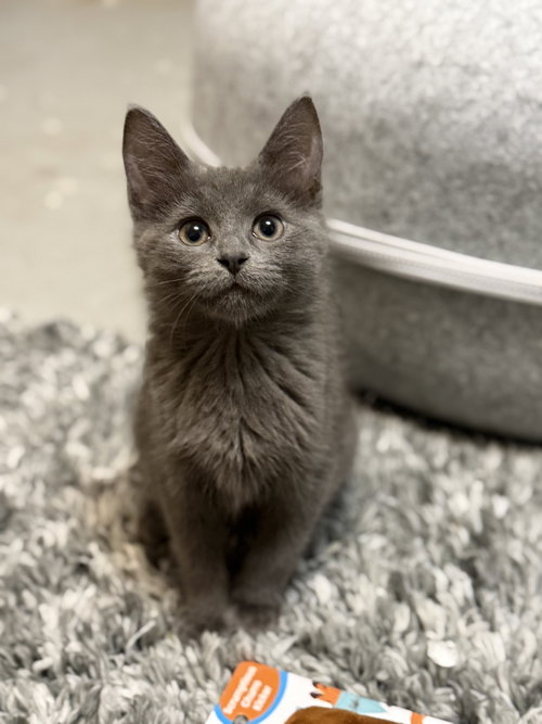 picture of the cat needing adoption
