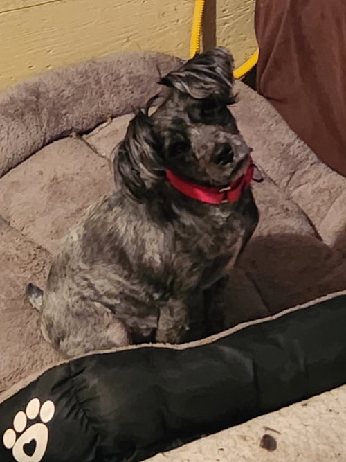 picture of the dog needing adoption