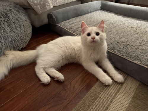 picture of the cat needing adoption
