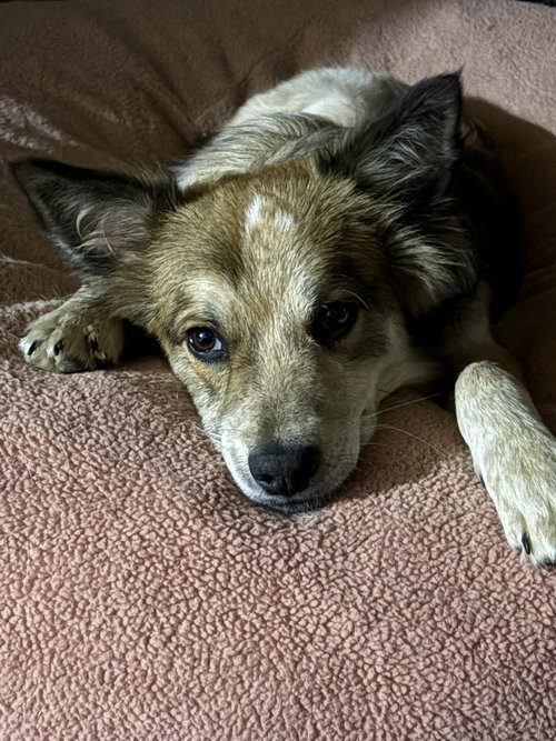 picture of the dog needing adoption