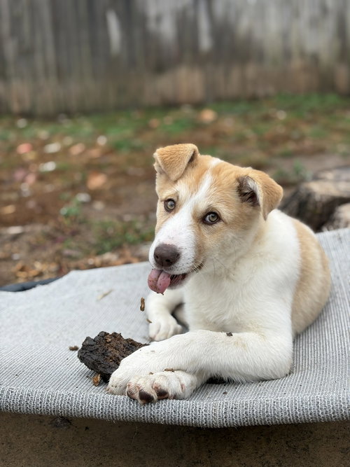 picture of the dog needing adoption