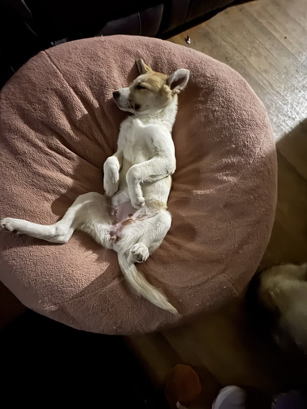 Stella
