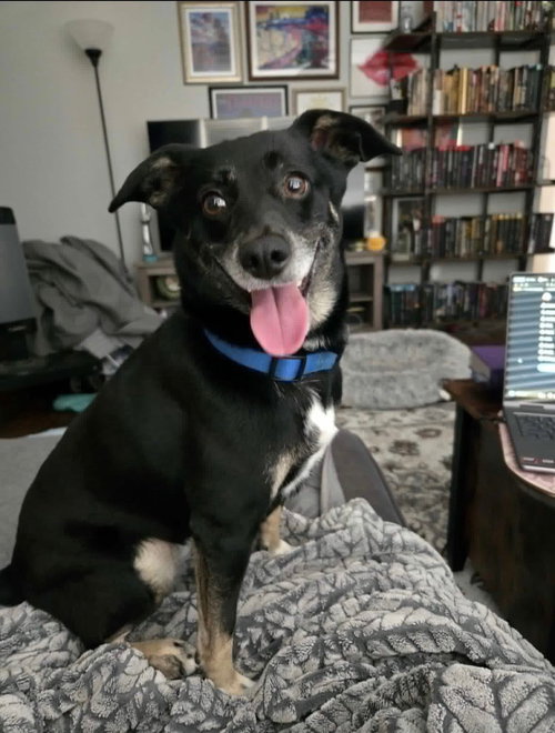 picture of the dog needing adoption