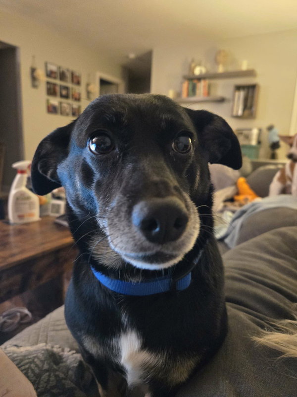 Rosie Girl