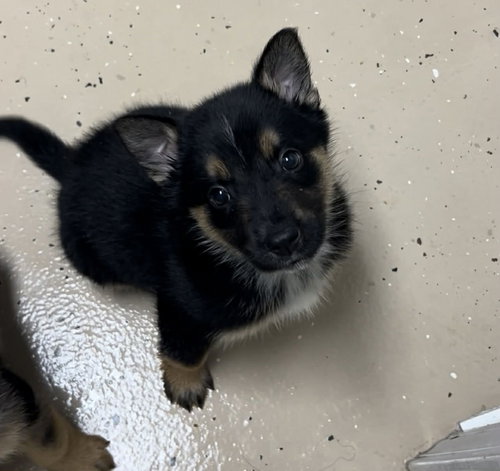 picture of the dog needing adoption