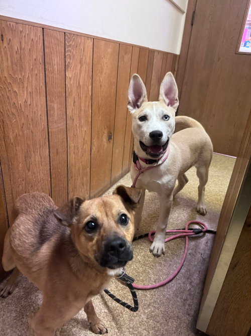 picture of the dog needing adoption