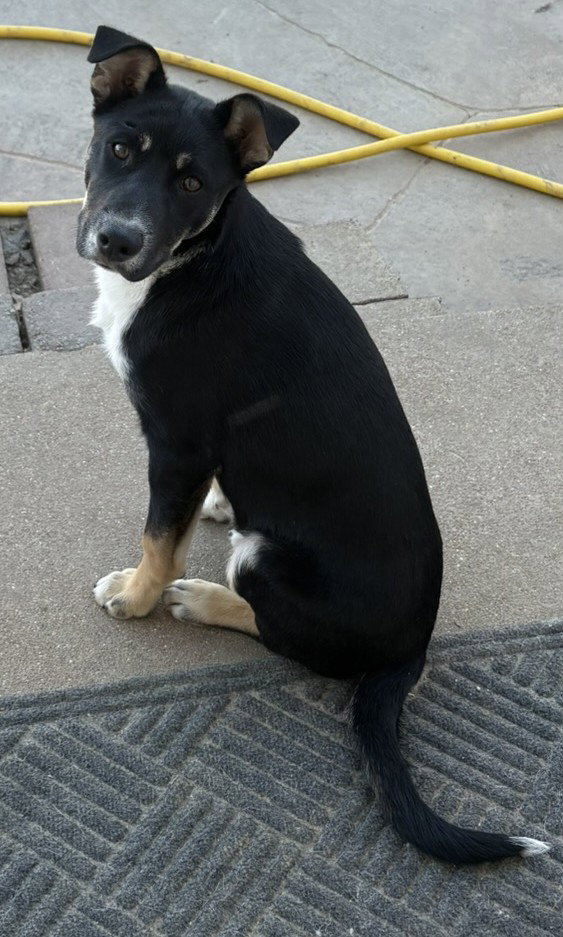 Bodhi Image