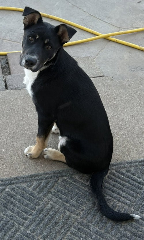 picture of the dog needing adoption