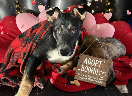 picture of the dog needing adoption