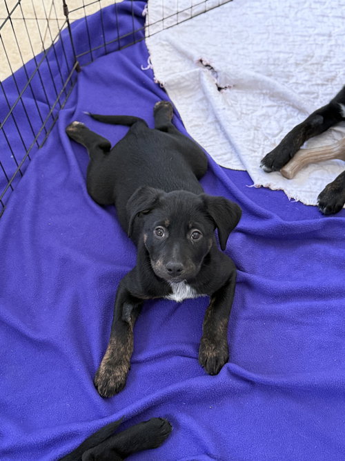 picture of the dog needing adoption