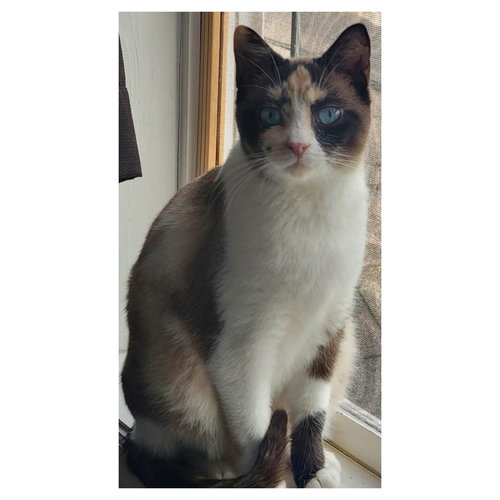 picture of the cat needing adoption