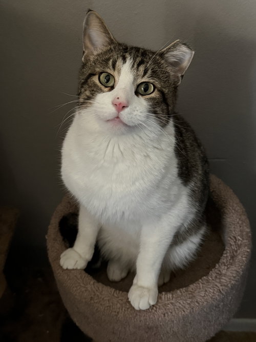 picture of the cat needing adoption