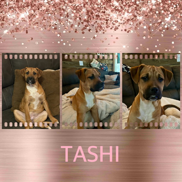 Tashi