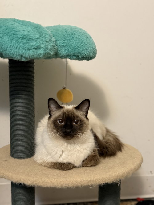 picture of the cat needing adoption