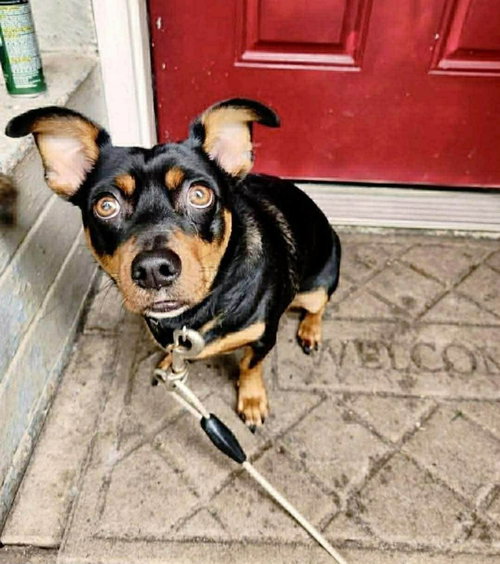 picture of the dog needing adoption