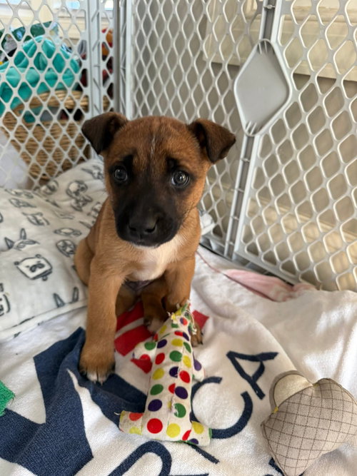 picture of the dog needing adoption