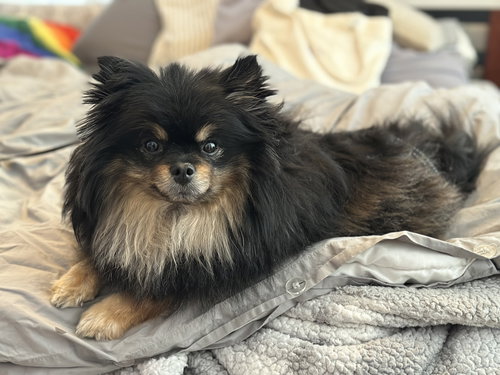 picture of the dog needing adoption